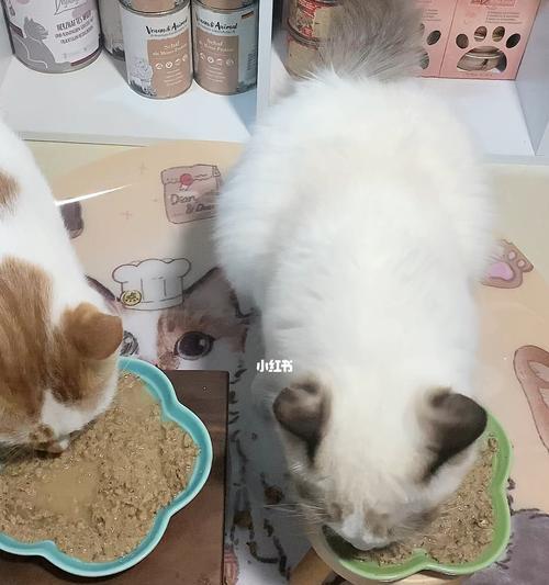 猫咪带头罩能吃到饭么？如何确保它们正常进食？