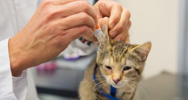 猫咪耳螨不吃食物怎么办？如何有效治疗？