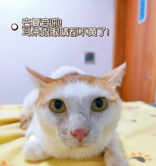 猫咪得了肝炎怎么治疗？有效治疗方法有哪些？