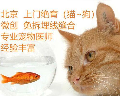 猫咪的绝育方法有哪些？如何选择最安全的方式？