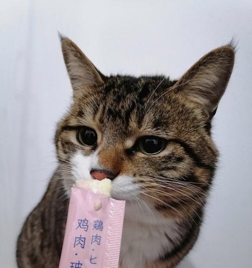 猫咪的毛被胶水粘住了怎么办？有效去除方法是什么？