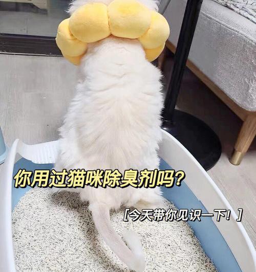 猫咪的屎很臭怎么除臭？有效去除猫屎异味的方法有哪些？