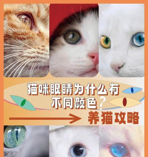 猫咪的眼睛为什么会变颜色？这是什么情况？