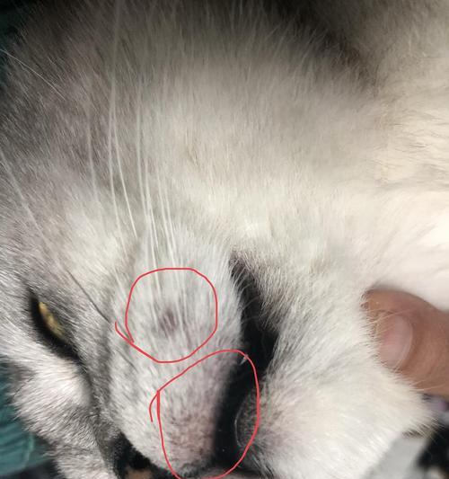 猫咪嘴角红肿是什么原因？如何处理？