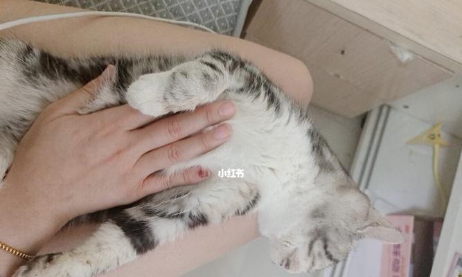 猫咪肺炎会引起呕吐吗？如何识别和处理？