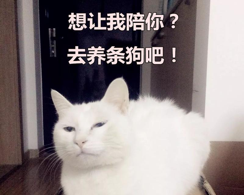 猫咪各种表情什么意思？如何理解猫的面部语言？