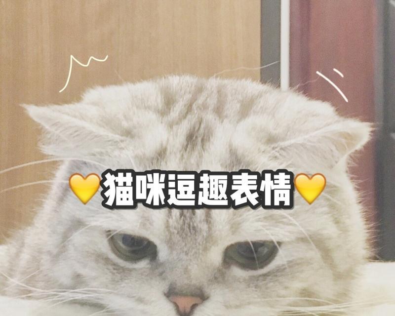 猫咪各种表情什么意思？如何理解猫的面部语言？