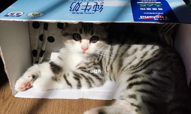 猫咪误食纯牛奶后怎么办？如何处理猫咪乳糖不耐症？