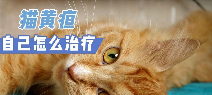 猫咪黄疸症状怎么治疗？有效治疗方法有哪些？