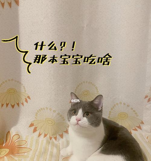 猫咪几个月开始吃猫粮？如何正确过渡到猫粮喂养？