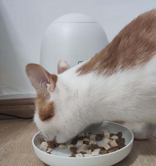 猫咪几个月开始能吃肉？如何正确引入肉类食物？