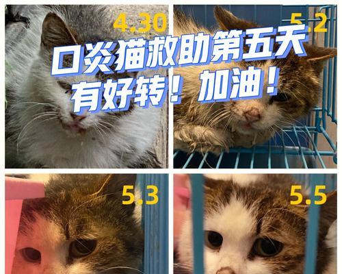 猫咪口炎会传染给其他猫吗？如何预防和处理？