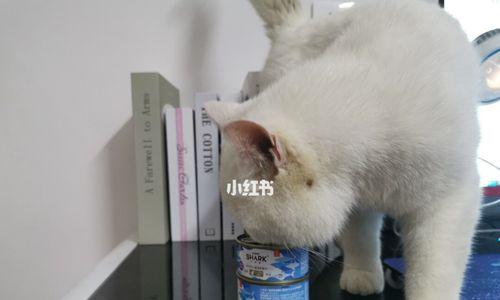 猫咪拉肚子以后应该吃什么？如何快速缓解症状？