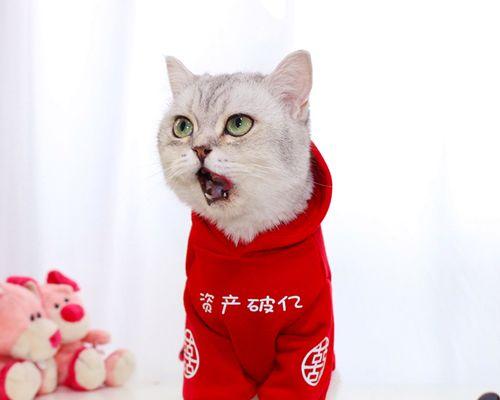 猫咪频繁舔衣服的原因是什么？如何解决？