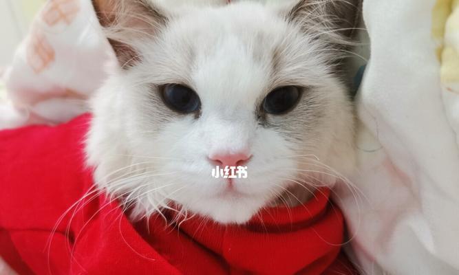 猫咪连着打了几个喷嚏？可能是感冒还是其他原因？