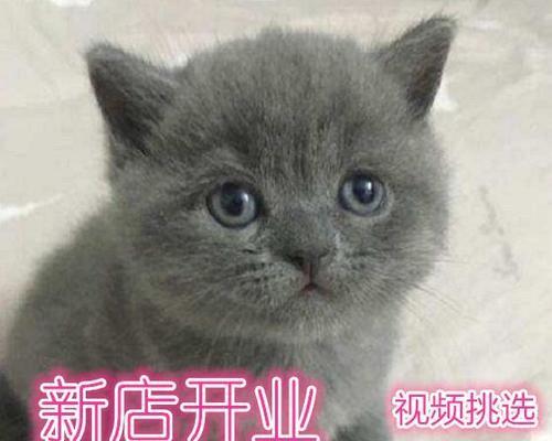 猫咪脸不干净怎么好洗？有效清洁方法有哪些？