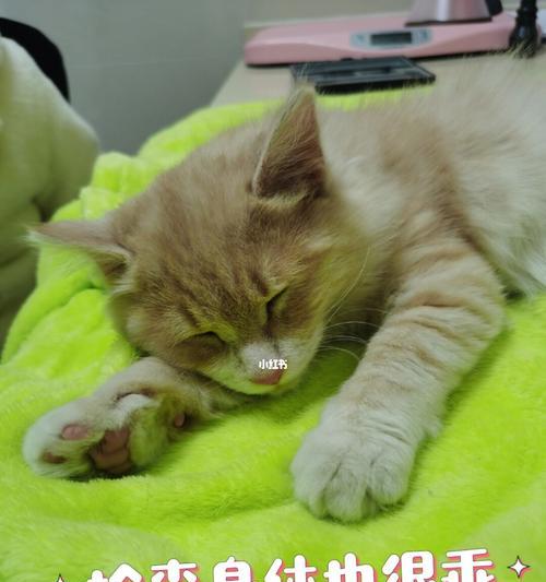 两个月大的猫咪可以接种疫苗吗？需要了解哪些注意事项？