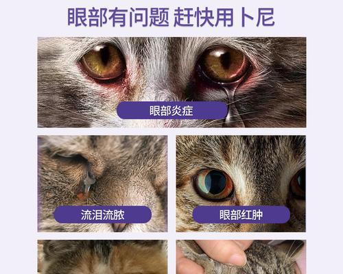 猫咪每天都需要使用眼药水吗？正确使用眼药水的方法是什么？