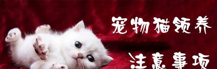 猫咪免疫是什么意思啊？如何确保猫咪健康免疫？