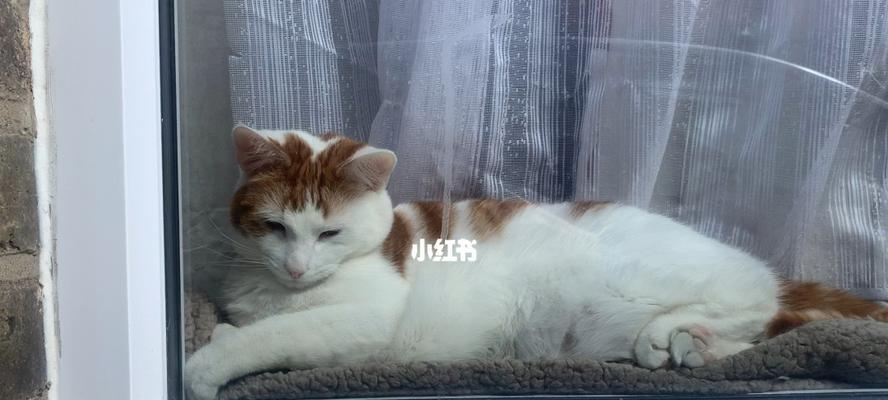 猫咪能跳出一米的窗户吗？如何确保宠物安全？