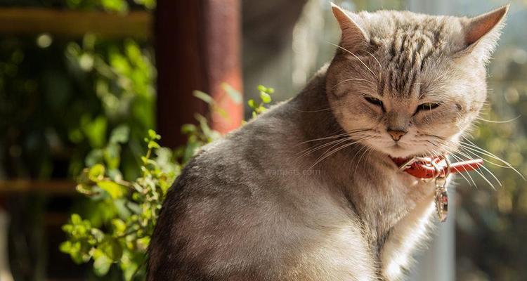 猫咪呕吐不进食怎么办？如何快速找到原因并解决？