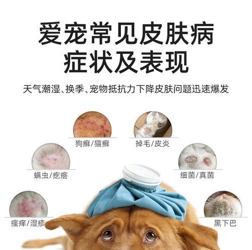 猫咪皮肤病吃什么最好？如何选择合适的饮食方案？