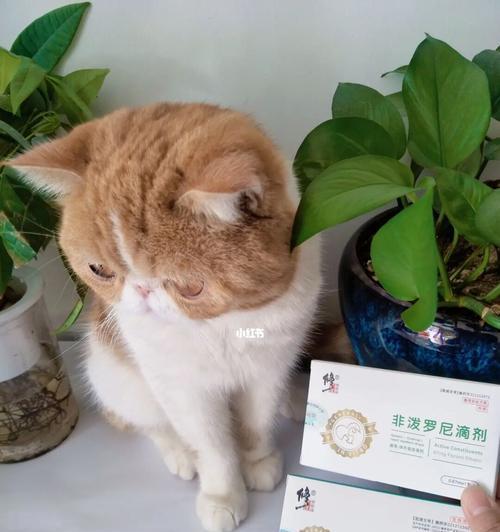 猫咪驱虫时间怎么安排？内驱和外驱的最佳时机是什么时候？