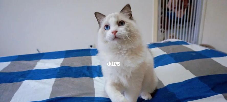 猫咪蓝色眼睛的特征是什么？如何判断其健康状况？