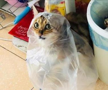 猫咪吞食异物后多久会吐出来？如何处理这种情况？