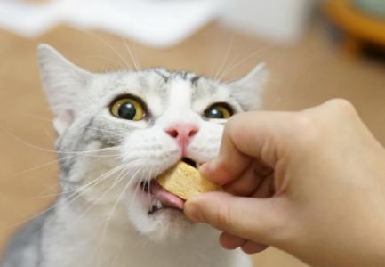 猫咪晚上吃鸡胸肉好吗？对健康有什么影响？