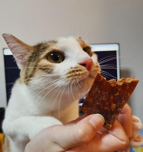 猫咪为什么不能吃猪肉？猪肉对猫咪有哪些危害？