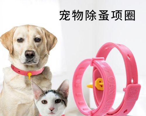 猫咪为什么不能带项圈？项圈对猫咪有哪些潜在危害？