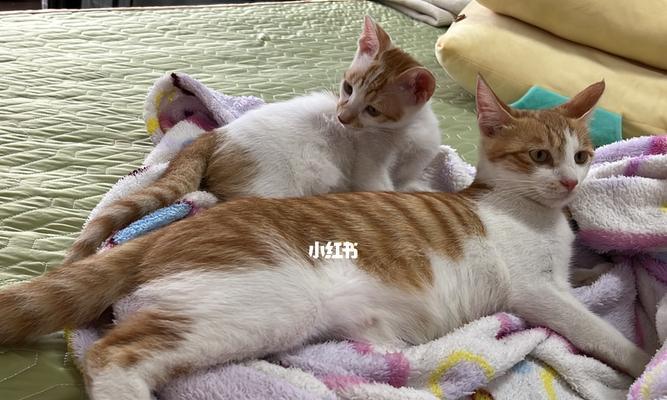 猫咪为什么老是舔东西？舔毛行为背后的秘密是什么？