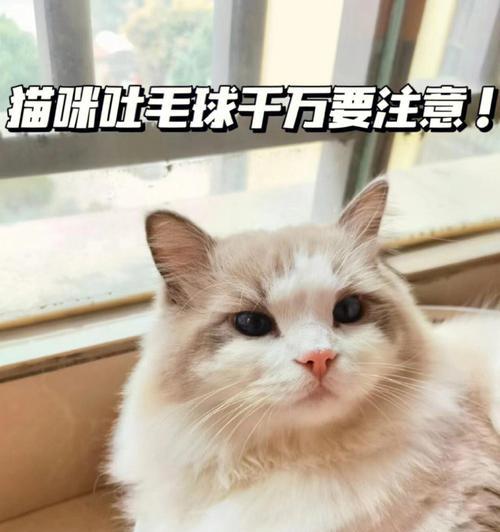 猫咪小肠堵塞该怎么办？如何预防和处理？