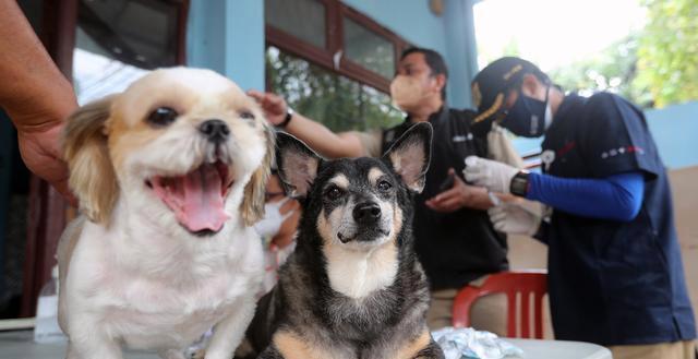 猫咪需要打狂犬疫苗么？狂犬病疫苗对宠物的重要性是什么？