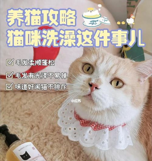 猫咪多大适合洗澡？洗澡前需要准备什么？