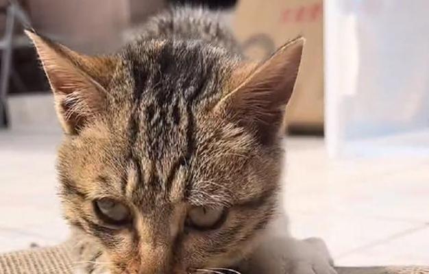 猫咪一般会在哪里拉屎？如何训练猫咪使用猫砂盆？