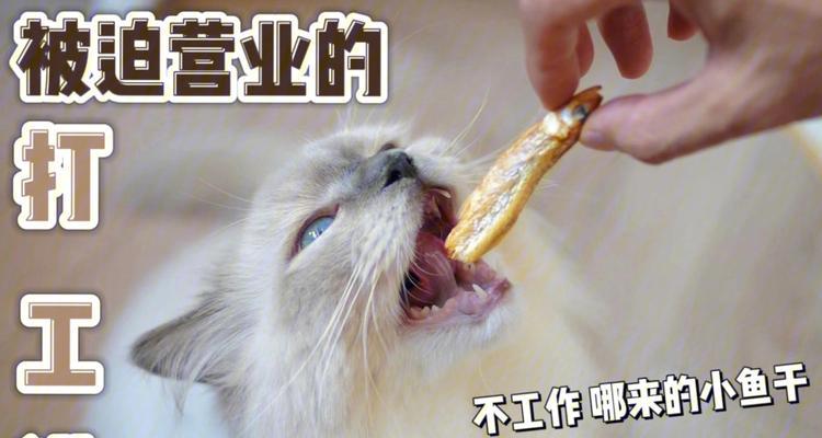 猫咪应该吃哪种小鱼干？选择合适的小鱼干有哪些标准？