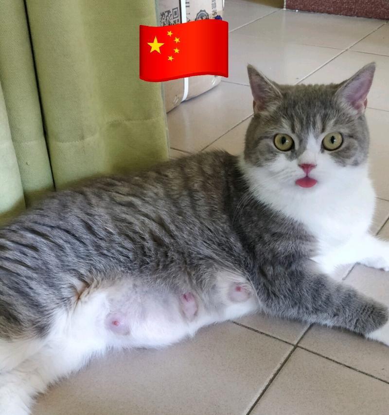 猫咪涨奶对猫有坏处么？如何处理猫咪涨奶问题？