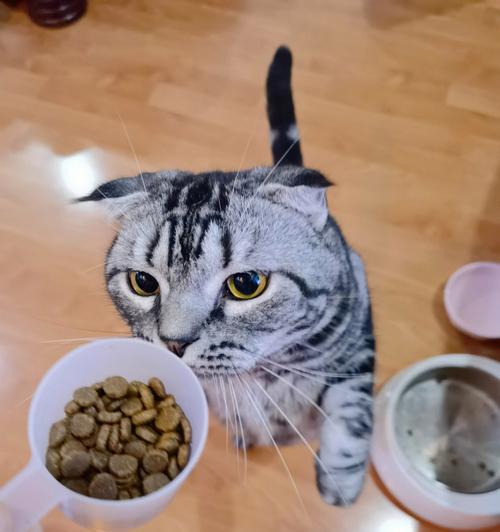 猫咪整天要吃饭怎么办？如何调整猫咪的饮食习惯？