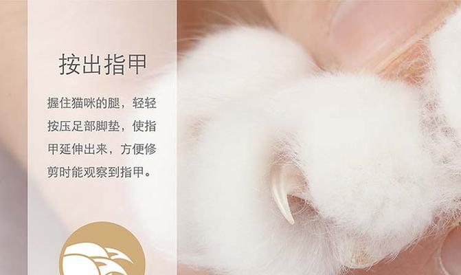 猫咪指甲断了怎么回事？如何处理和预防？