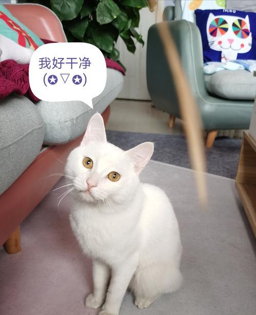 猫咪做错事了能不能打？如何正确纠正宠物行为？