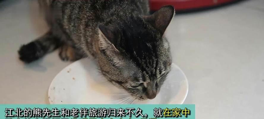 猫咪做月子期间饮食指南：什么食物最适宜？