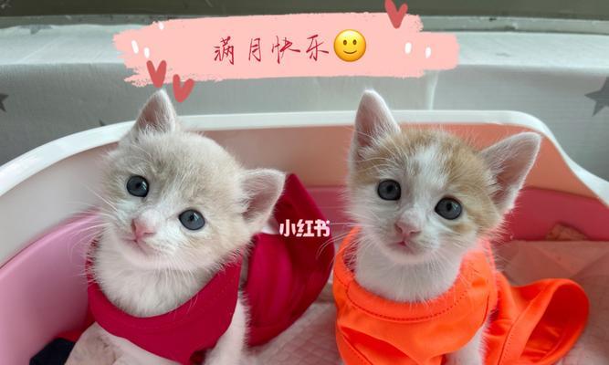 没有满月的小猫怎么养？新手养小猫的注意事项有哪些？