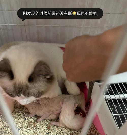 母猫未咬断小猫脐带怎么办？处理方法和注意事项是什么？