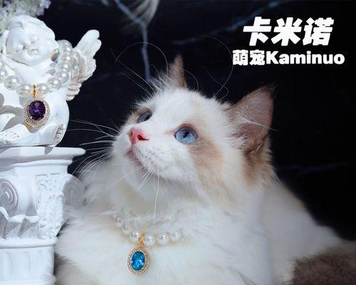 母猫咬小猫脖子的原因是什么？如何正确处理？