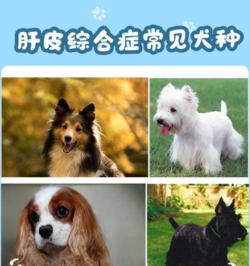 牧羊犬皮肤病如何治疗？常见症状及护理方法是什么？