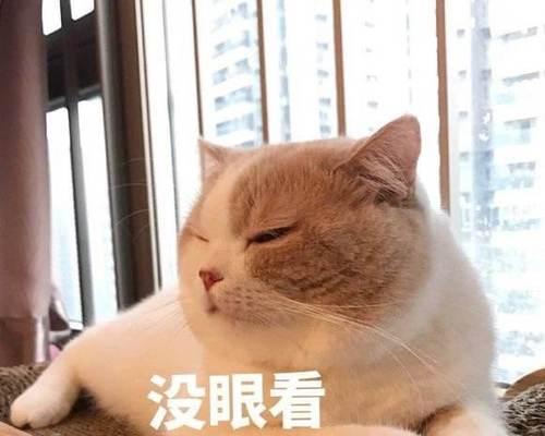 男猫咪有那些名字大全？如何为你的雄性猫咪选择一个独特的名字？