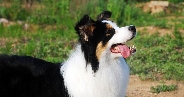 青年犬指的是什么意思？如何区分青年犬与成年犬？