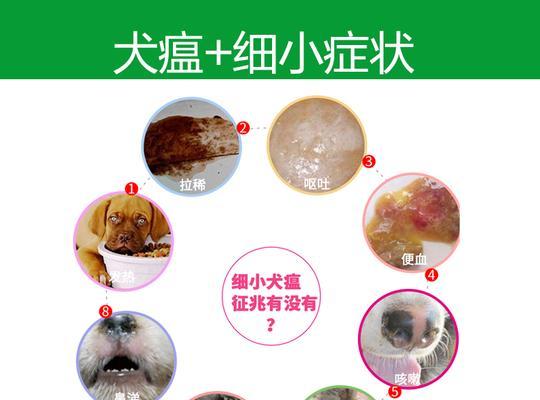 犬瘟抽搐前的征兆有哪些？如何及时发现并处理？